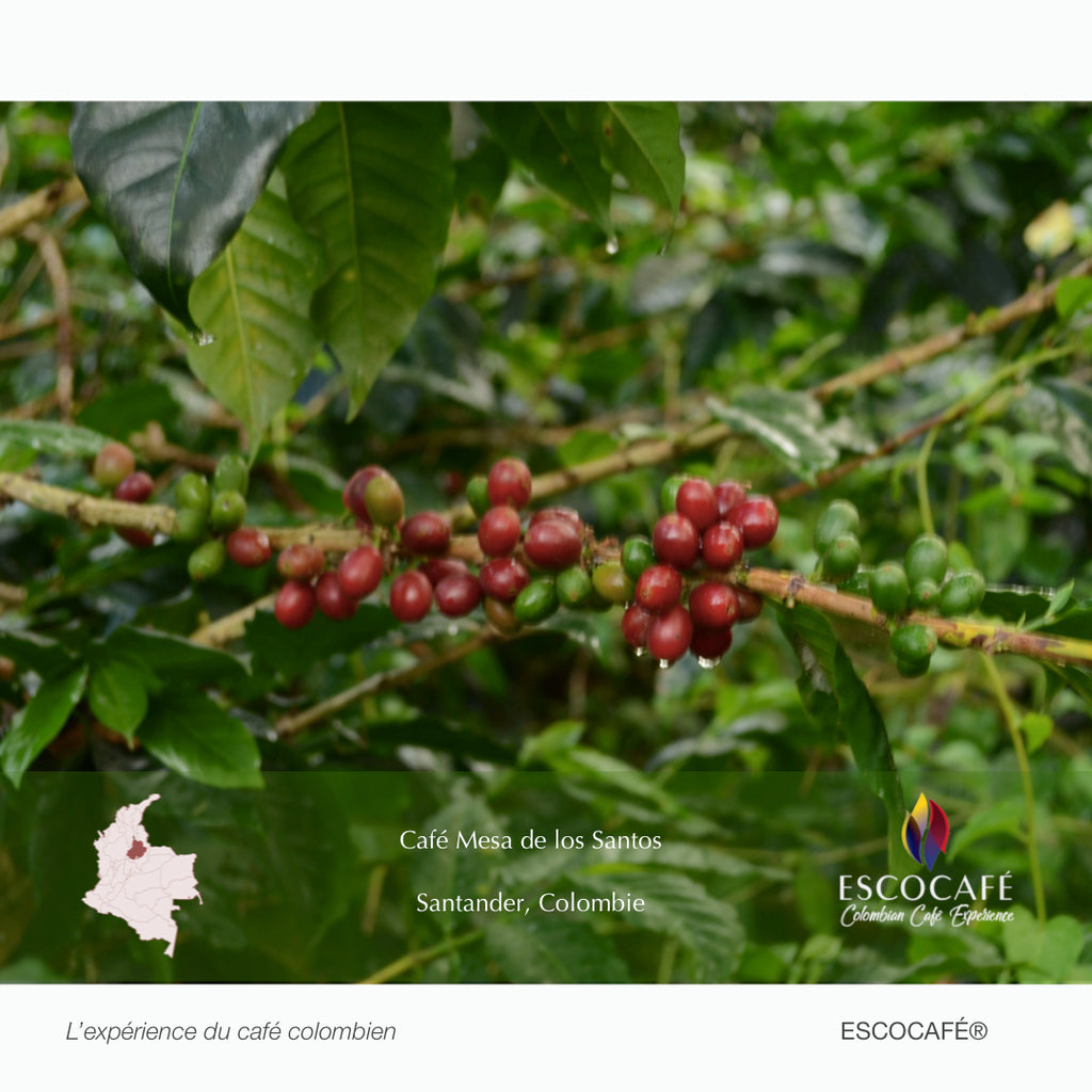 Café Mesa de Los Santos - Café colombien Grand Cru
